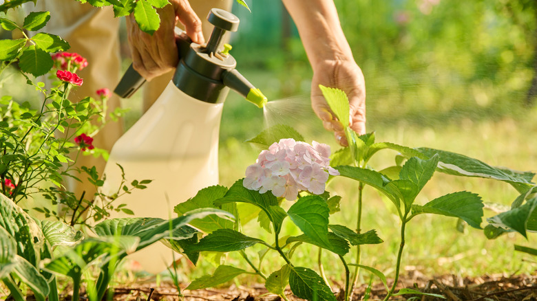 A gardener spraying a hydrangea with a plastic spray bottle