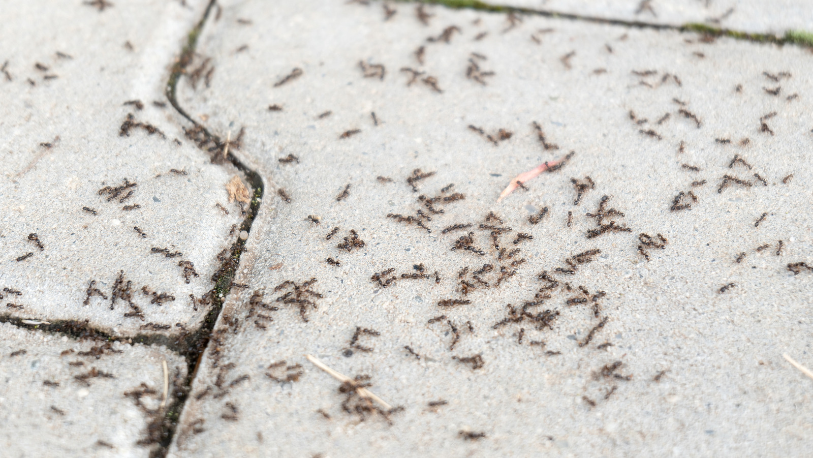 Diatomaceous Earth Your Secret To Controlling Ants