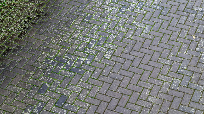 Moss covers brick pathway