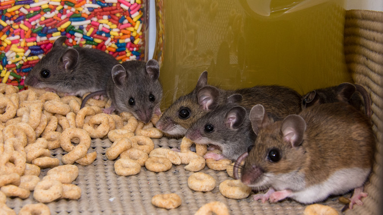 mice in kitchen storage basket eating spilled cereal