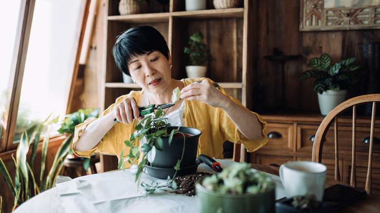 Woman tending to houseplants