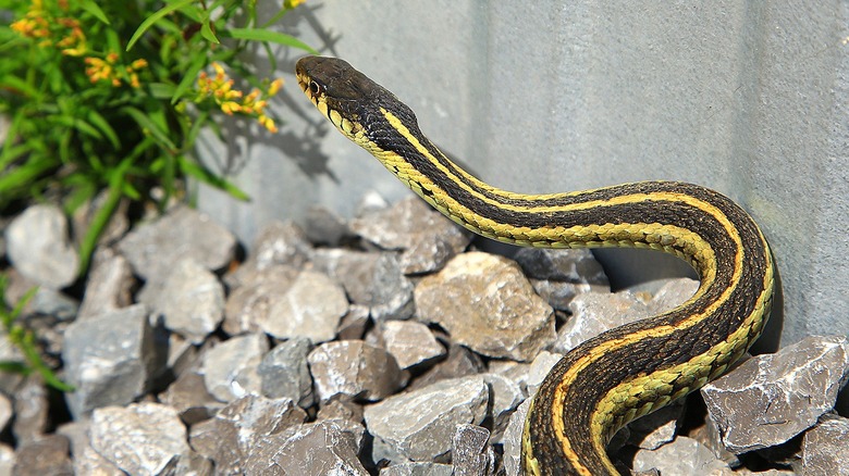 Snake in gravel by home