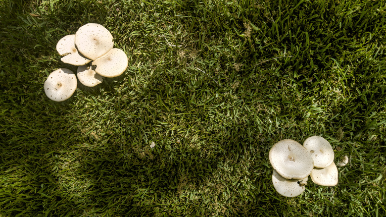 Overhead image of wild mushrooms growing in a shaded grass lawn