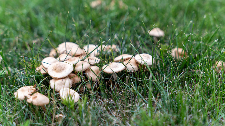 Small, white mushrooms growing in grass