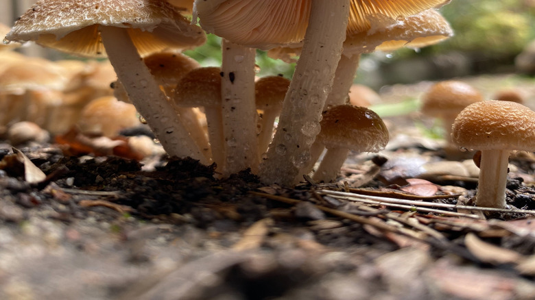 Closeup of brown mushrooms growing from ground