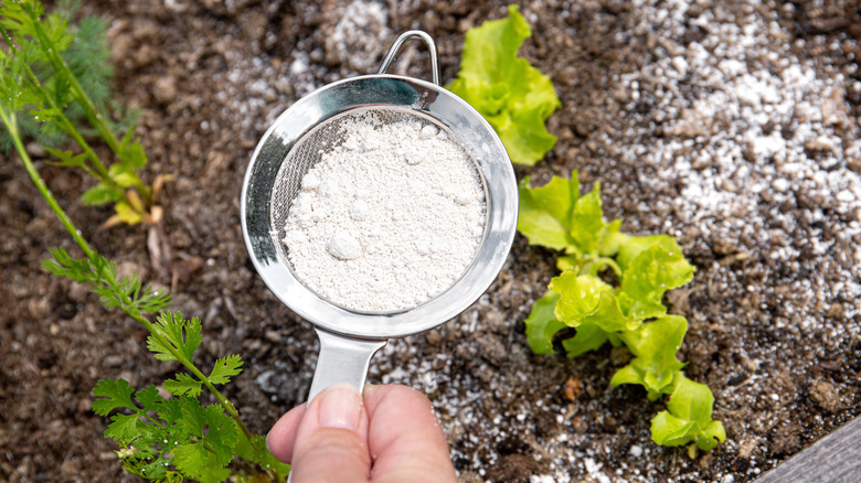 A hand holding a powder sifter with diatomaceous earth in it over plants in soil