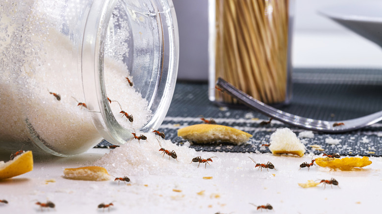 A spilled container of sugar with fire ants crawling in and out of it