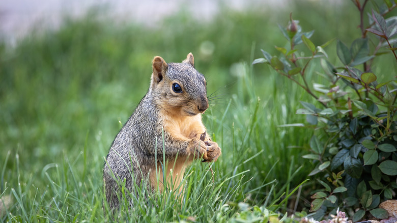 A squirrel sitting in grass