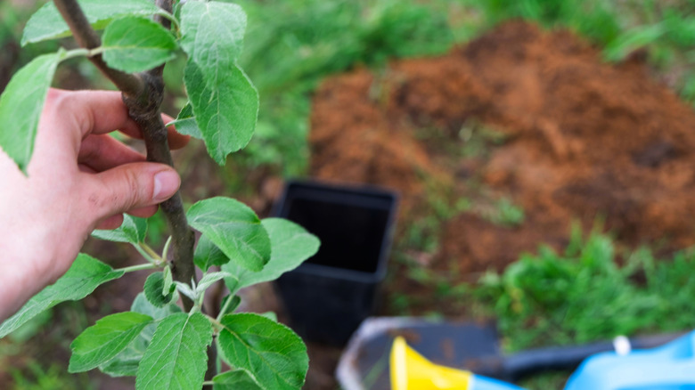 Hand holding an apple sampling ready to plant in the ground