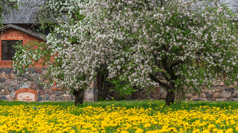 Apple trees in blossom in a field of dandelions