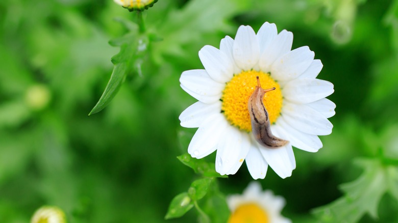 slug crawling on white flower