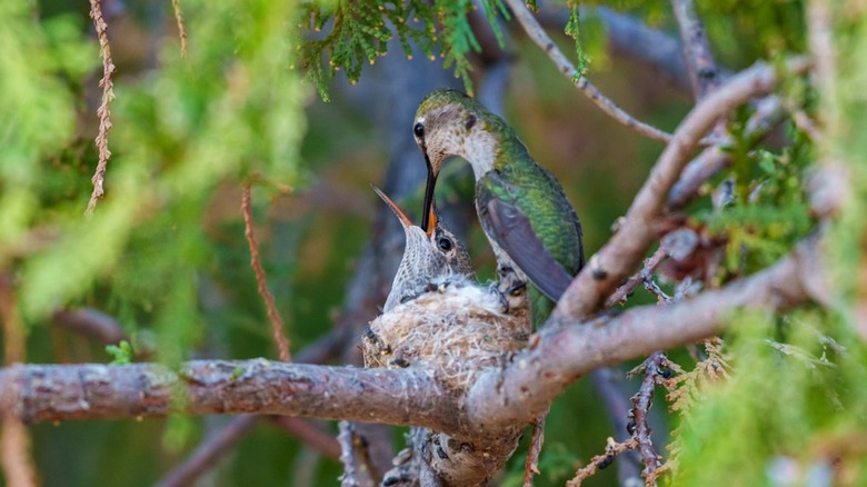 A female hummingbird feeds her young in a nest in a cedar tree