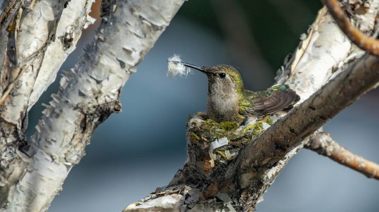 A female hummingbird adds soft material to her nest in a tree