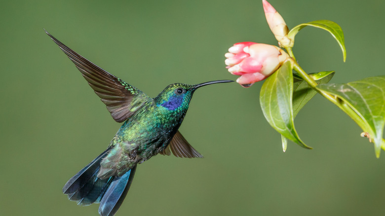 A beautiful hummingbird feeding from a flower