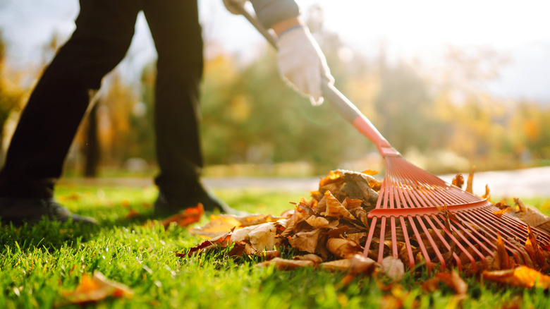 A person wearing white gloves rakes a pile of autumn leaves over bright green grass
