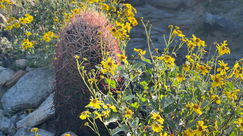 Desert marigolds in bloom.
