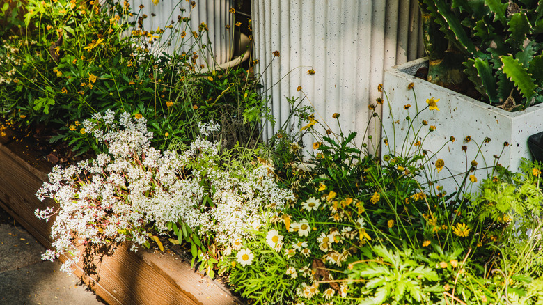 A pollinator-friendly wildflower garden.