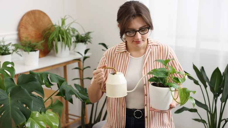 A person watering a pothos plants with lots of other houseplants in the background.