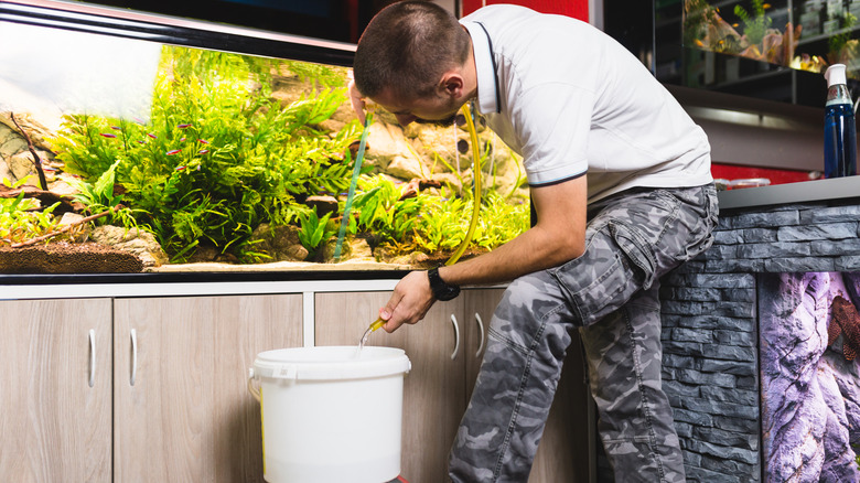 A person changing the water in a large aquarium using a syphon and a bucket.