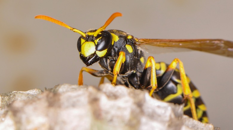 paper wasp resting on nest