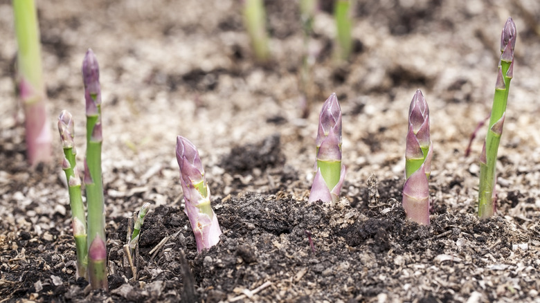 Asparagus sprouting out of the ground