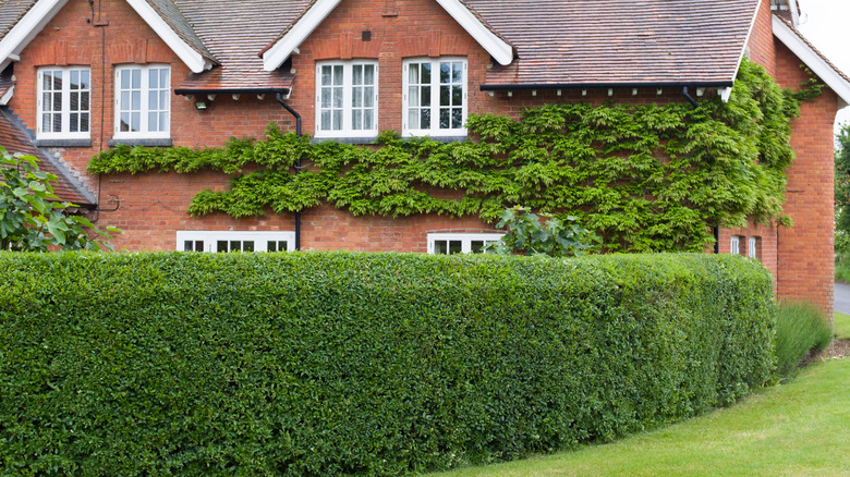 Neatly trimmed row of hedges in front of a house
