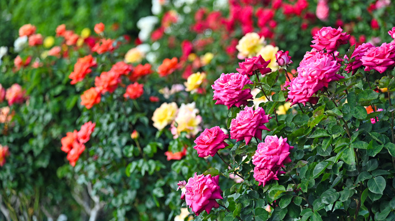 A garden with roses in full bloom