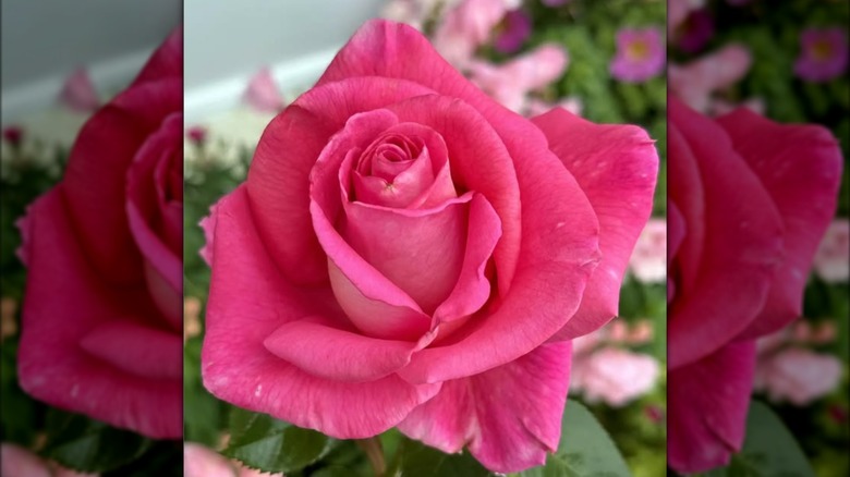 Barbra's Baby in full bloom