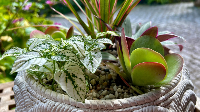 White pot with multiple small plants growing together