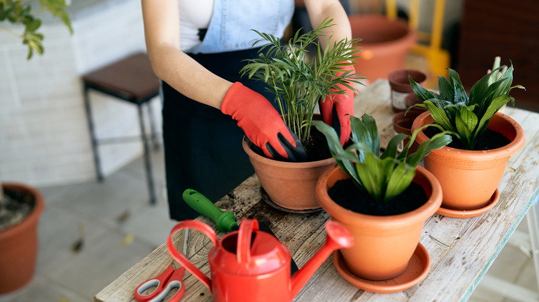 Woman wearing red gloves, repotting plants with red watering can
