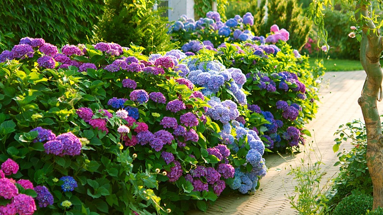Hydrangea garden with lilac, blue and violet blooms
