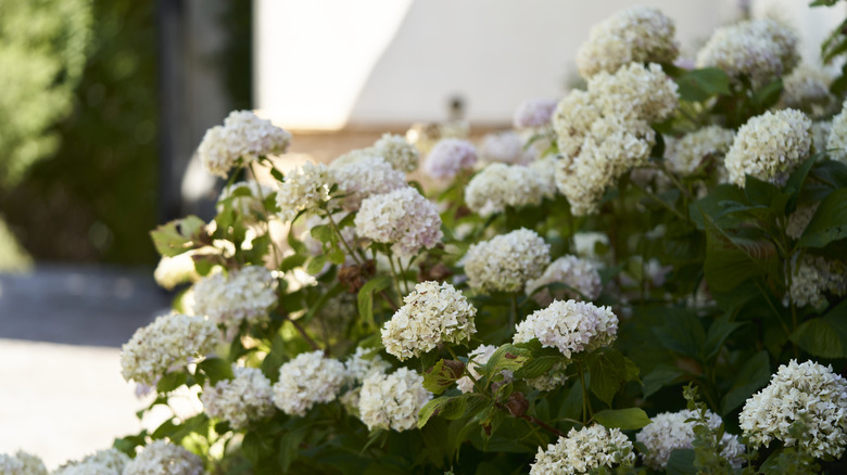 White hydrangeas on a sunny day