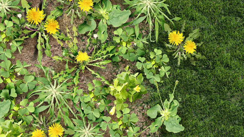invasive weeds including dandelions on grass
