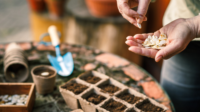 Woman sowing pumpkin seeds for germination into biodegradable peat pots