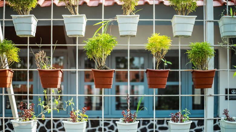 A vertical wire grid holding various small planters and plants