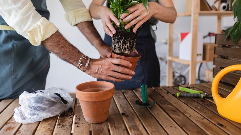 Two gardeners repot a plant in a terracotta planter