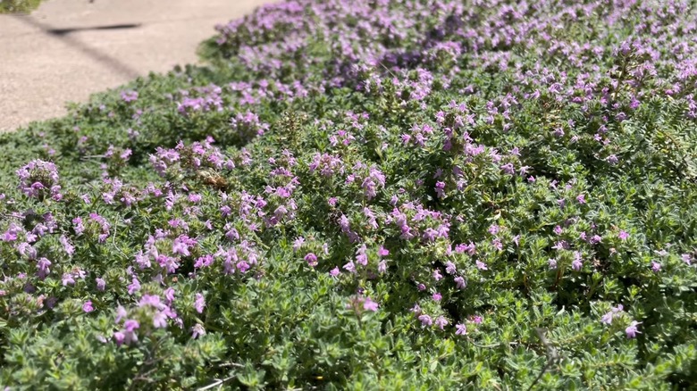 creeping thyme in yard