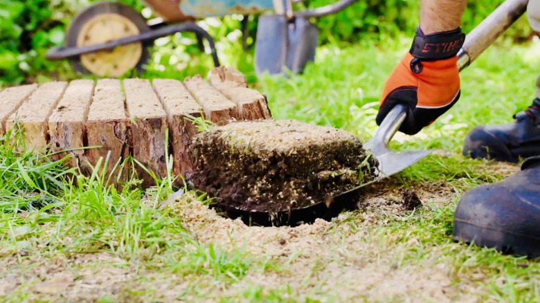 A homeowner prepares to shovel fresh soil onto a cut tree stump in their backyard.