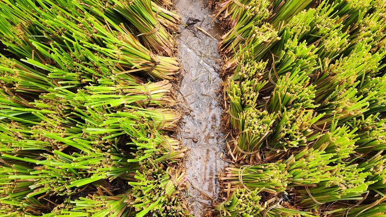 Vetiver grass planted in a row.