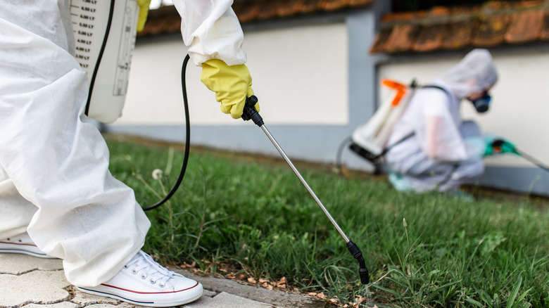 Exterminators spraying for pests.