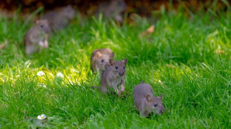 Brown rats crawling through grass