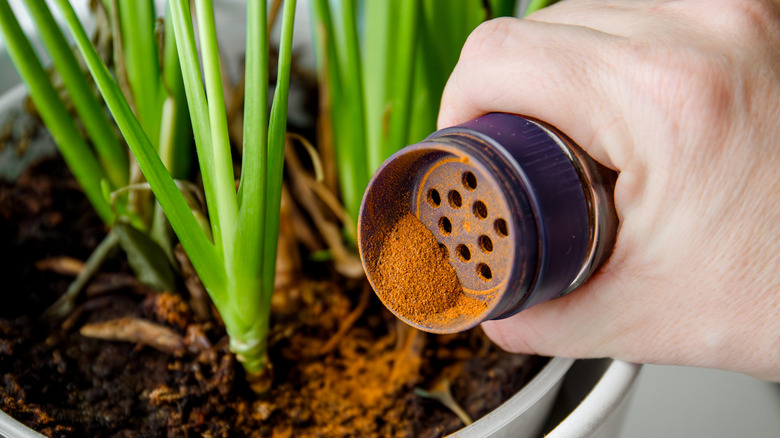 Hand sprinkling cinnamon at the base of a plant