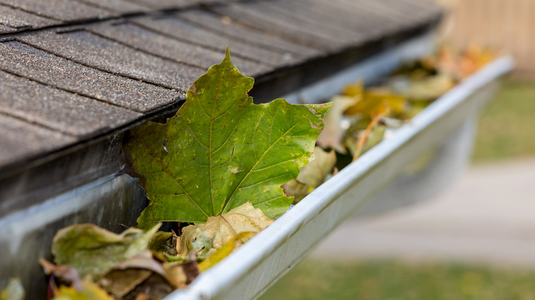 gutter full of leaves