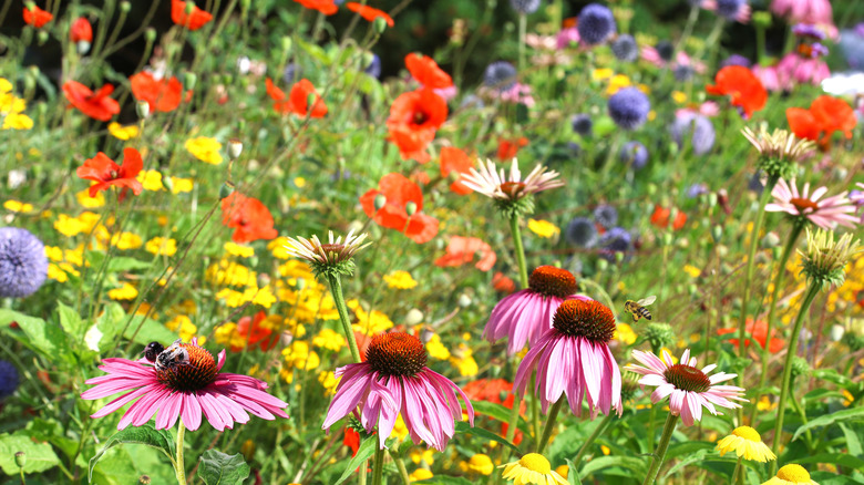 Purple coneflowers among red poppies and blue alliums