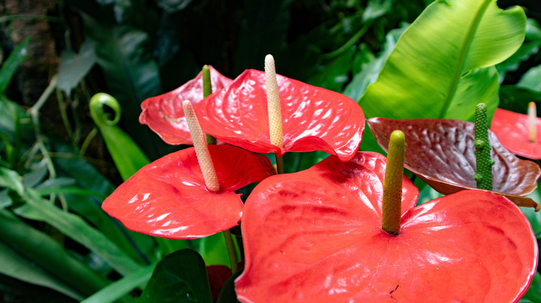 A red anthurium in bloom with greenery in the background