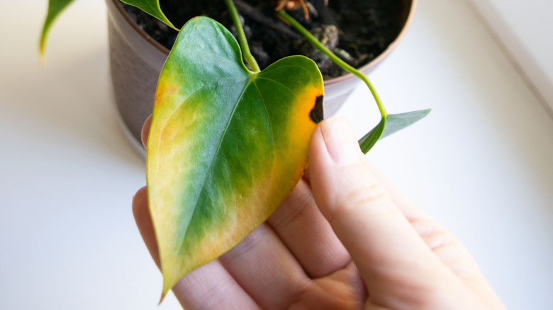 A person holds the yellowing leaf of a potted anthurium plant