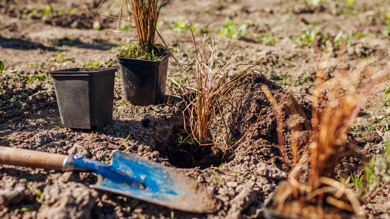 Perennials next to a shovel and dug hole