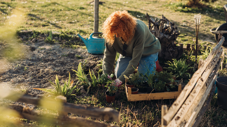 Woman planting perennials in garden during autumn