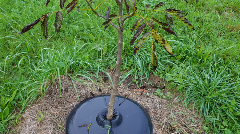 A pecan sapling freshly planted into a grassy backyard.