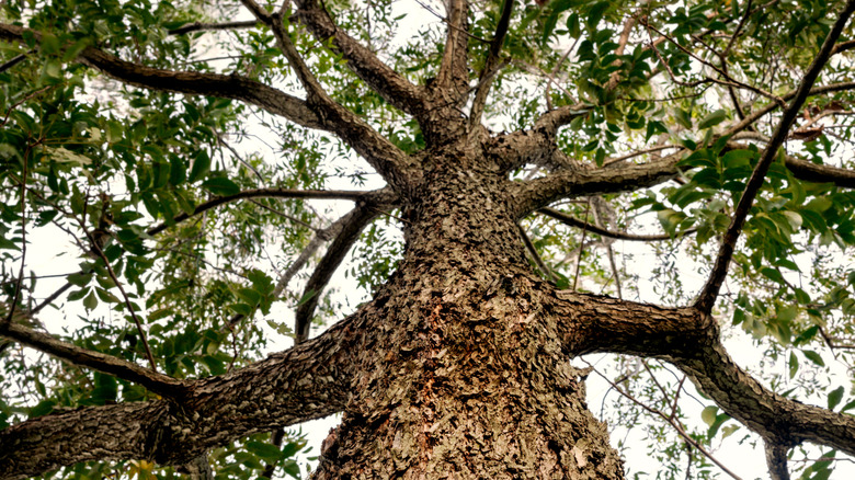 The wide canopy of a large mature pecan tree.